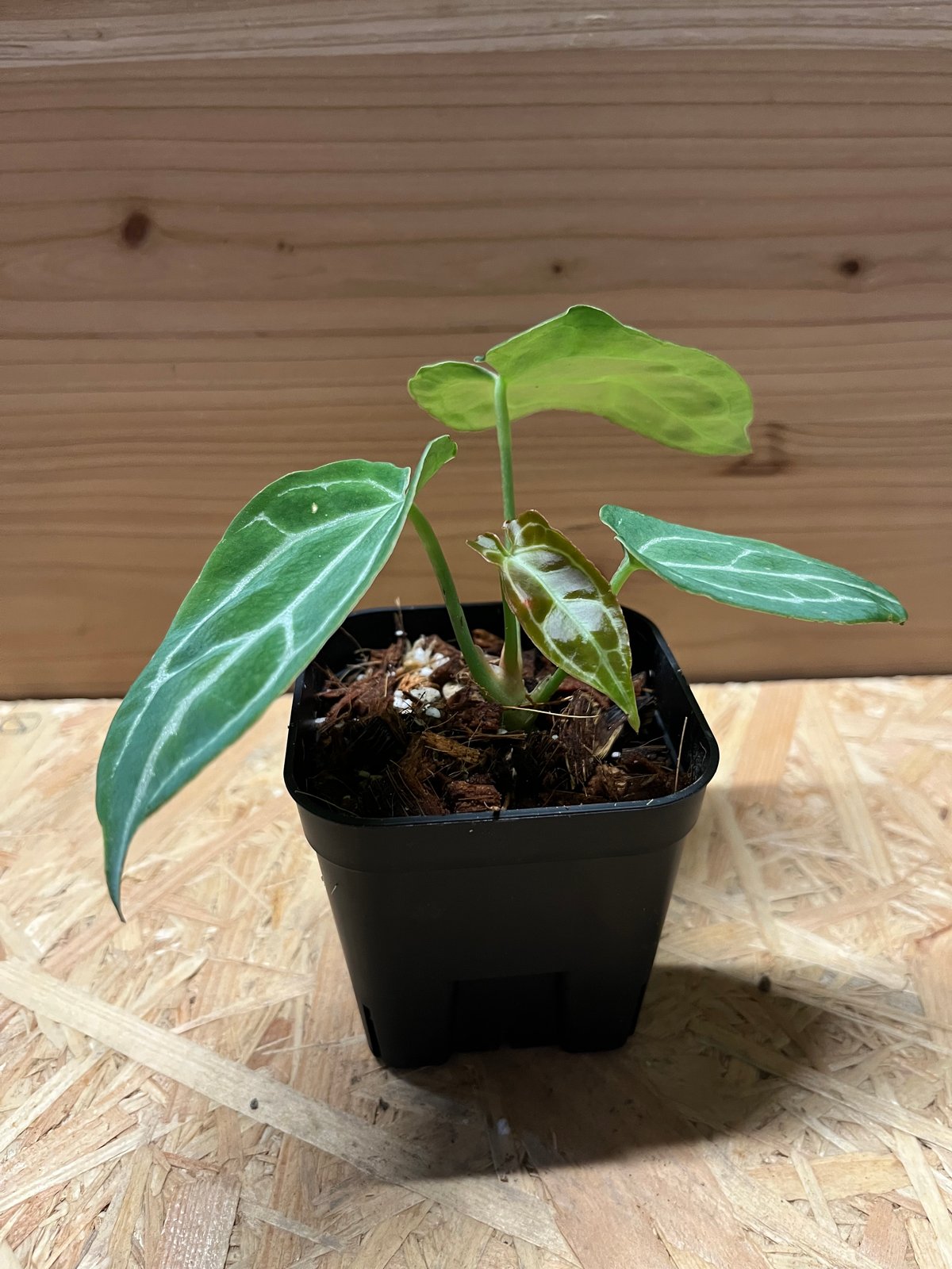 アンスリウム クリスタリナム | GREEN LUCK