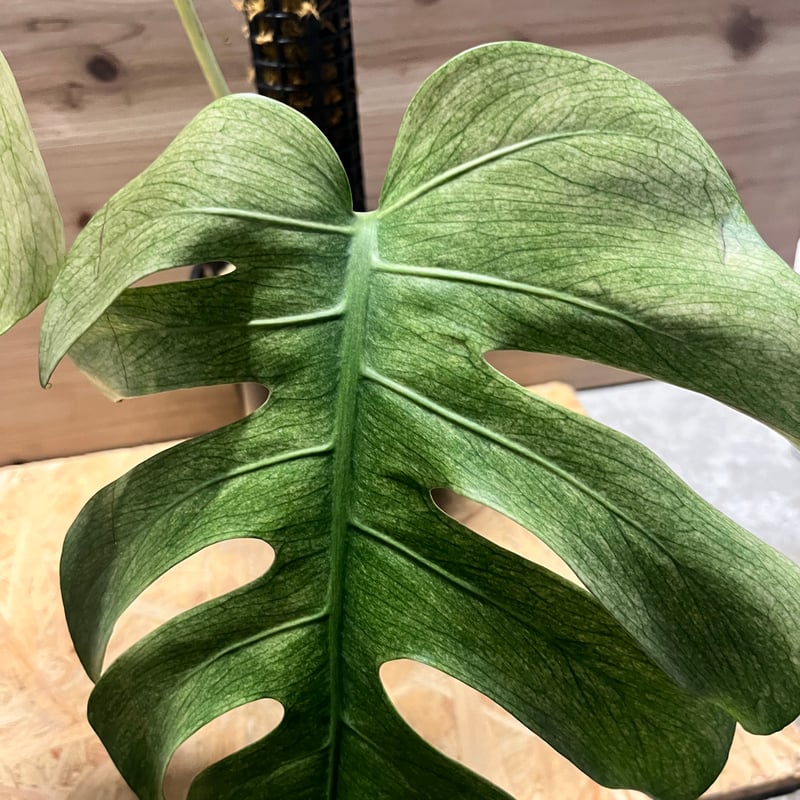 モンステラ デリシオーサ フルミント Monstera Full Mint モンステラ デリシオーサ フルミント full mint variegated