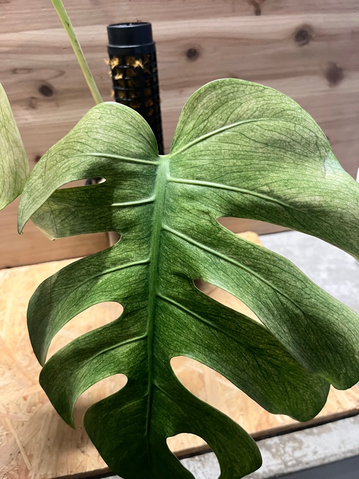 激レア」モンステラ フルミント 現品 Monstera full mint 激レア