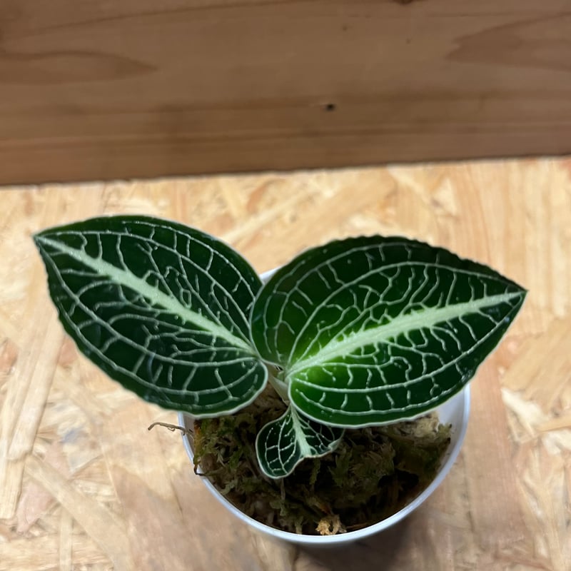 アネクトキルス ロクスバーギー | GREEN LUCK