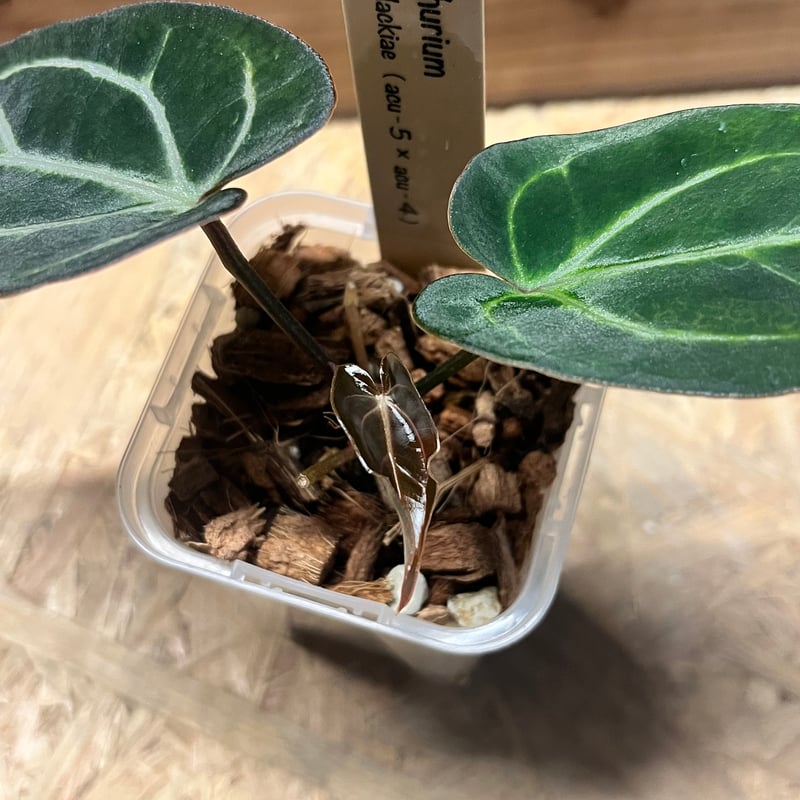 アンスリウム カーラブラッキー ナロー | GREEN LUCK