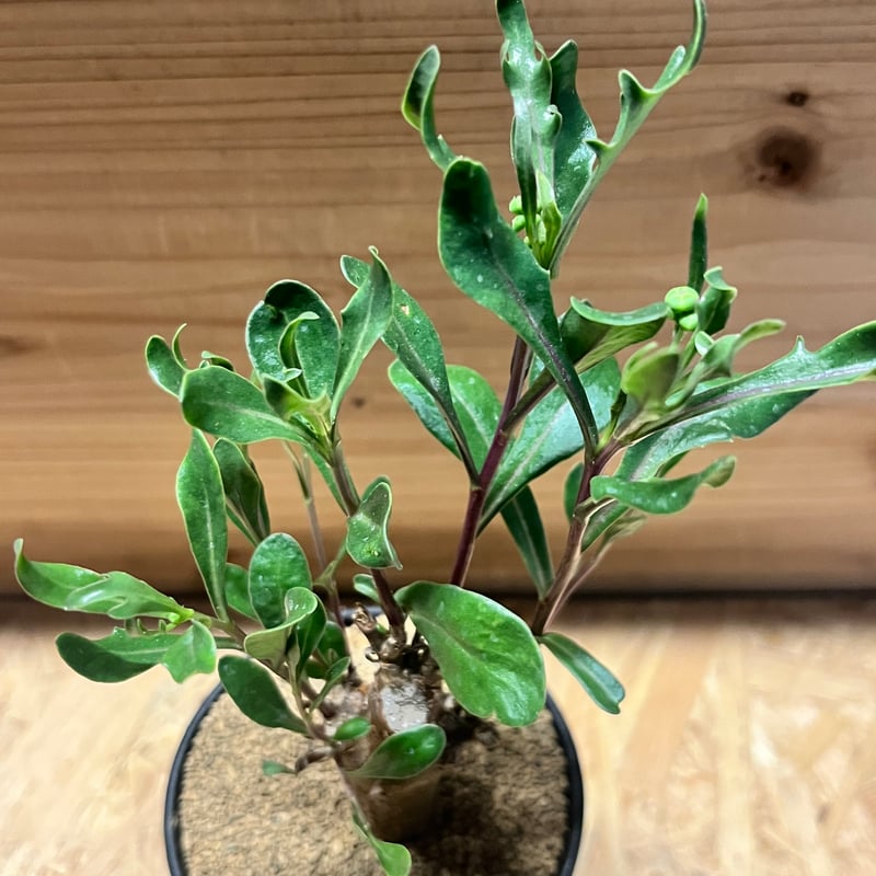 希少 コレクション株 オトンナ パキポダ オトンナ ロバタ | GREEN LUCK