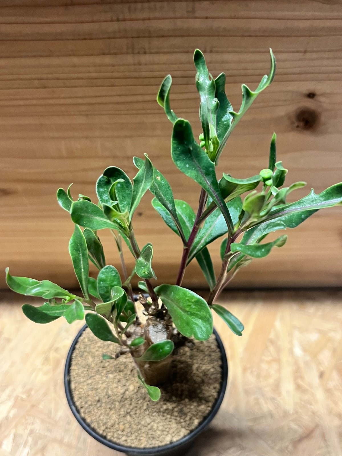 オトンナ ロバタ | GREEN LUCK