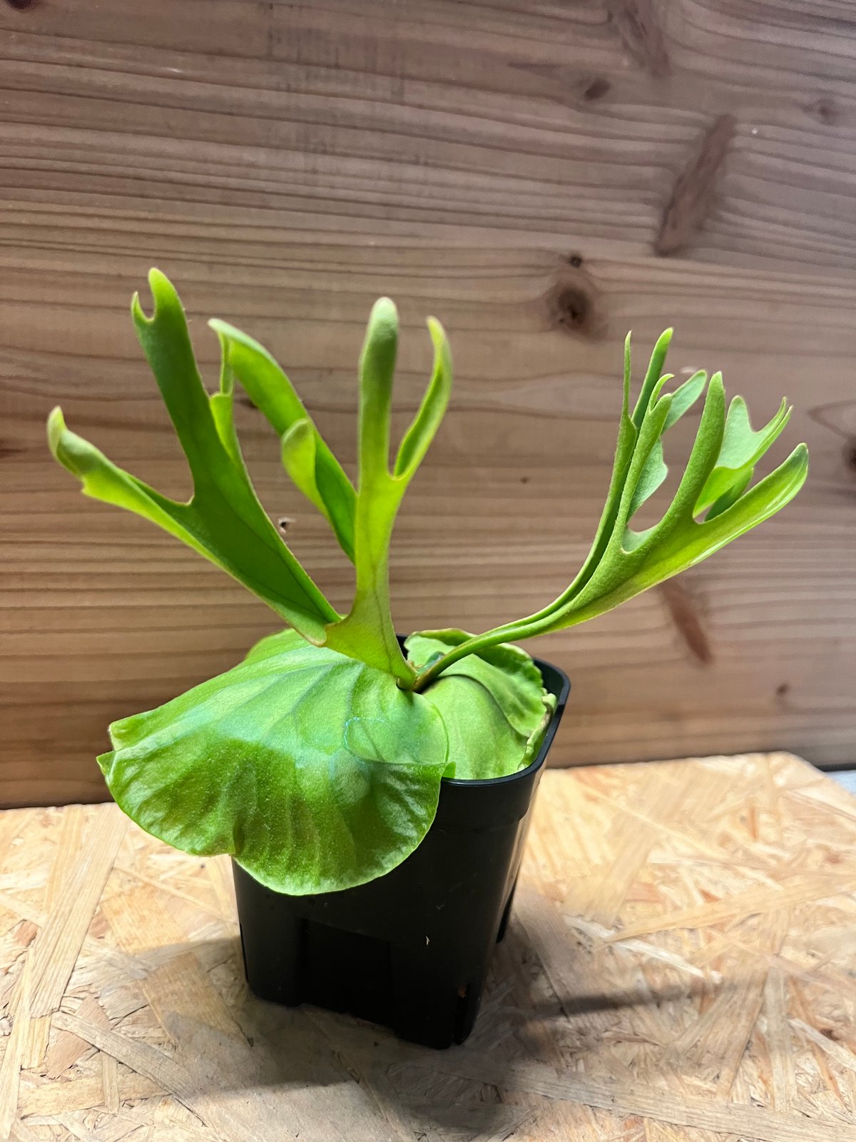 ビカクシダ リドレイ シン | GREEN LUCK