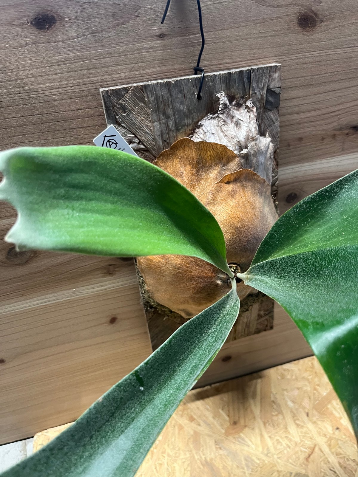 ヒリー✖️ビフルカツム　交配種 ビカクシダ（コウモリラン）：ナームマオ（ヒリー×ビフルカツム