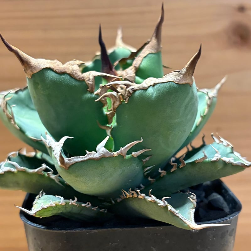 アガベ チタノタ '黒犀牛' | GREEN LUCK