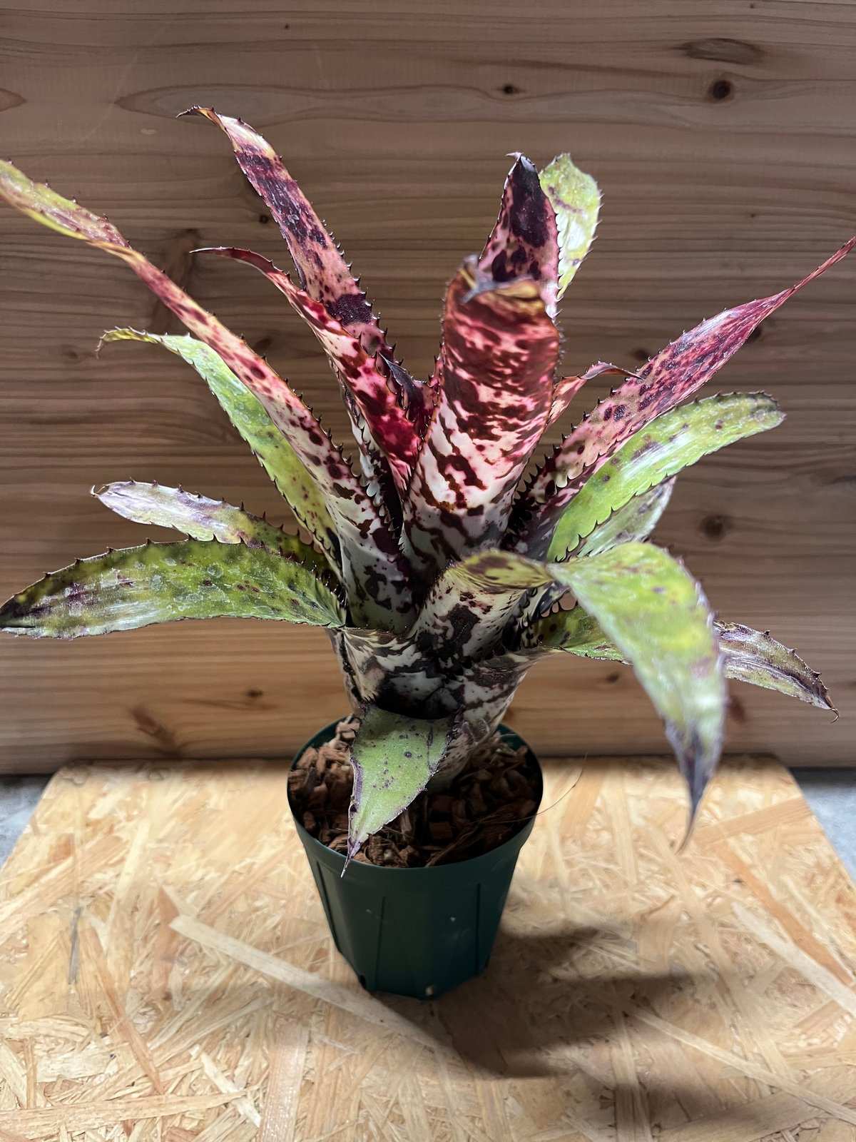 エクメア オーランディアナ レインボー | GREEN LUCK