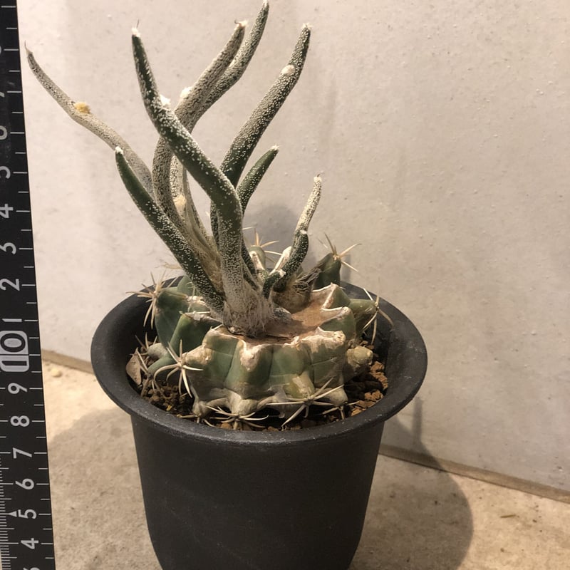 希少❗️斑入り❗️アストロフィツム　カプトメデューサ✨ アストロフィツム：カプトメデューサ 斑入り 3.5号鉢植え の通販