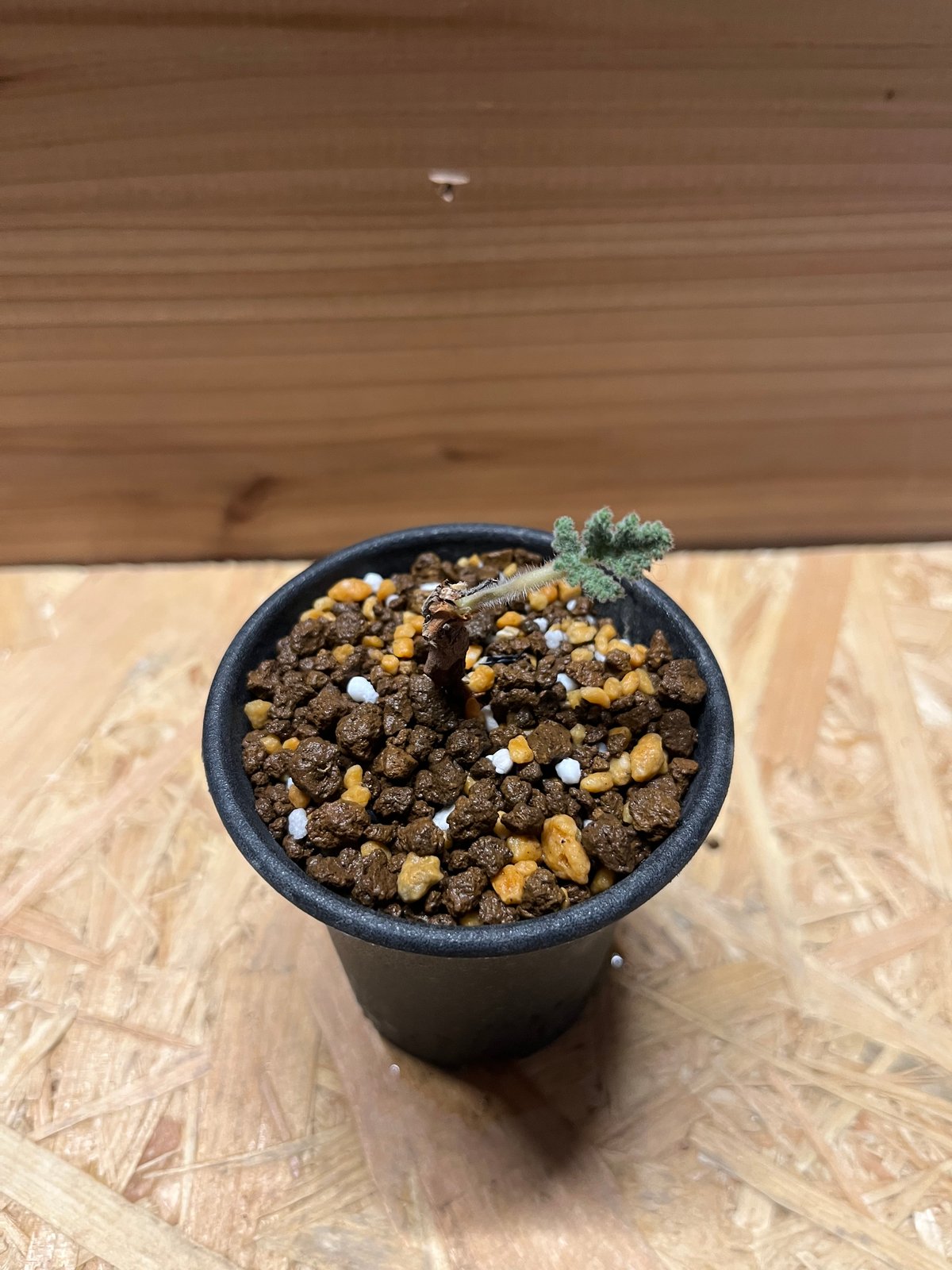 ペラルゴニウム トリステ 根差し | GREEN LUCK