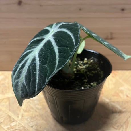 CATEGORY 観葉植物 | GREEN LUCK CATEGORY 観葉植物 | GREEN LUCK