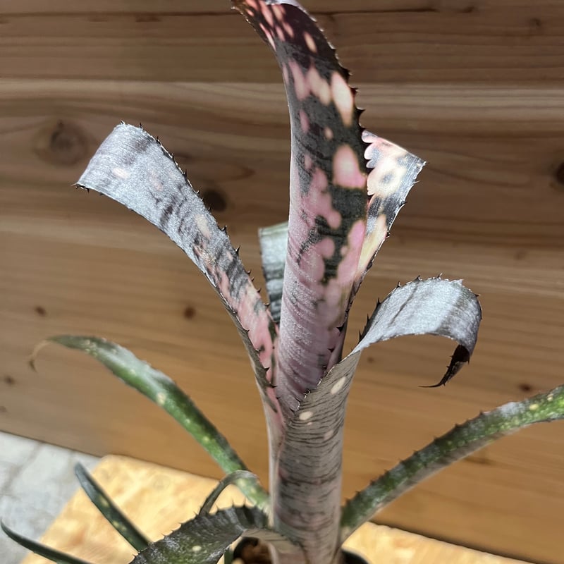 ビルベルギア パイプライン | GREEN LUCK