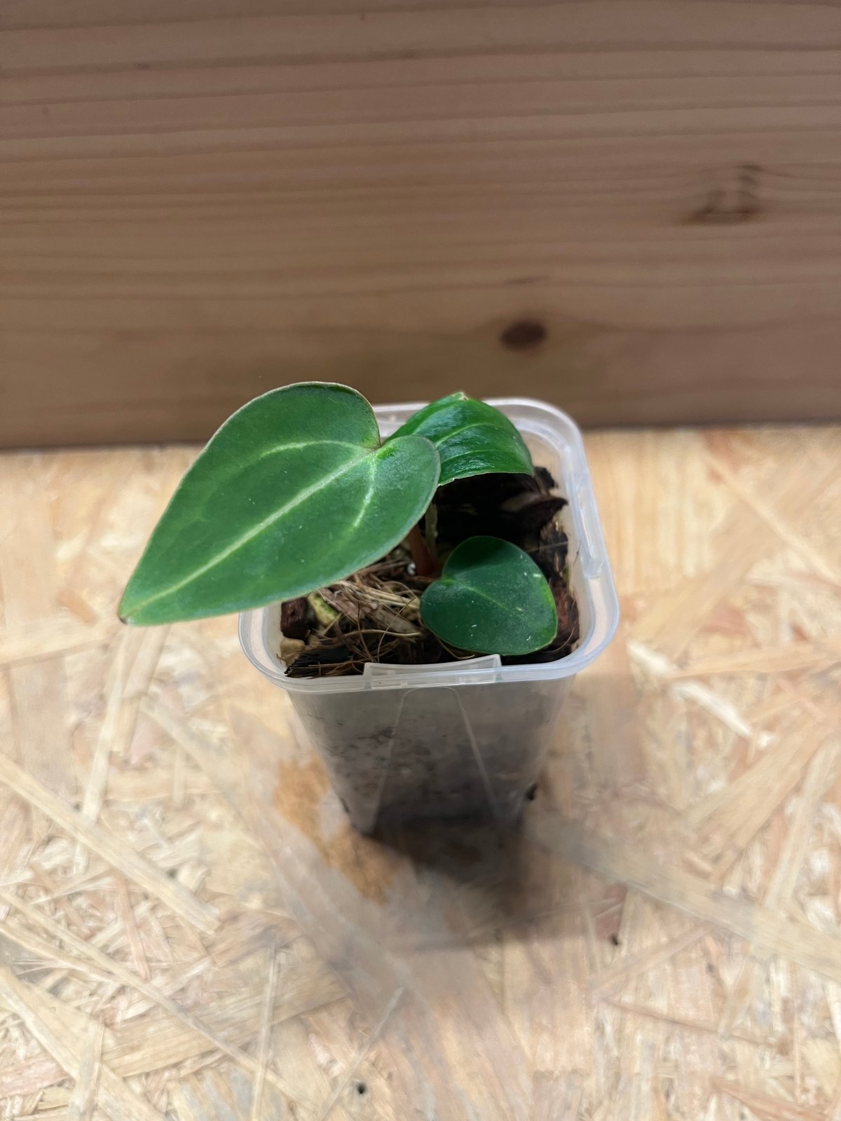 Anthurium Carlablackiae/アンスリウム カーラブラッキー⑤ Anthurium Carlablackiae / アンスリウム カーラブラッキー⑩