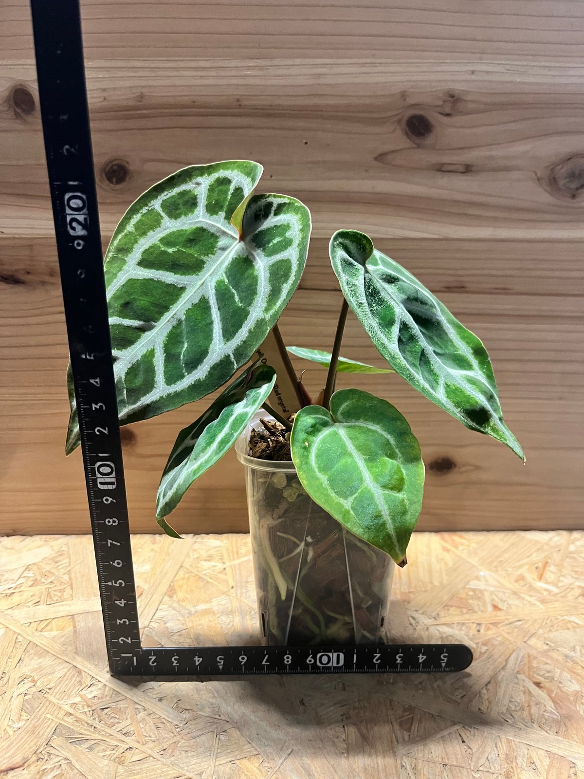 アンスリウム　レッドクリスタル×ドラヤキ アンスリウム ドラヤキシルバー×エンジェルズドリーム×レッド