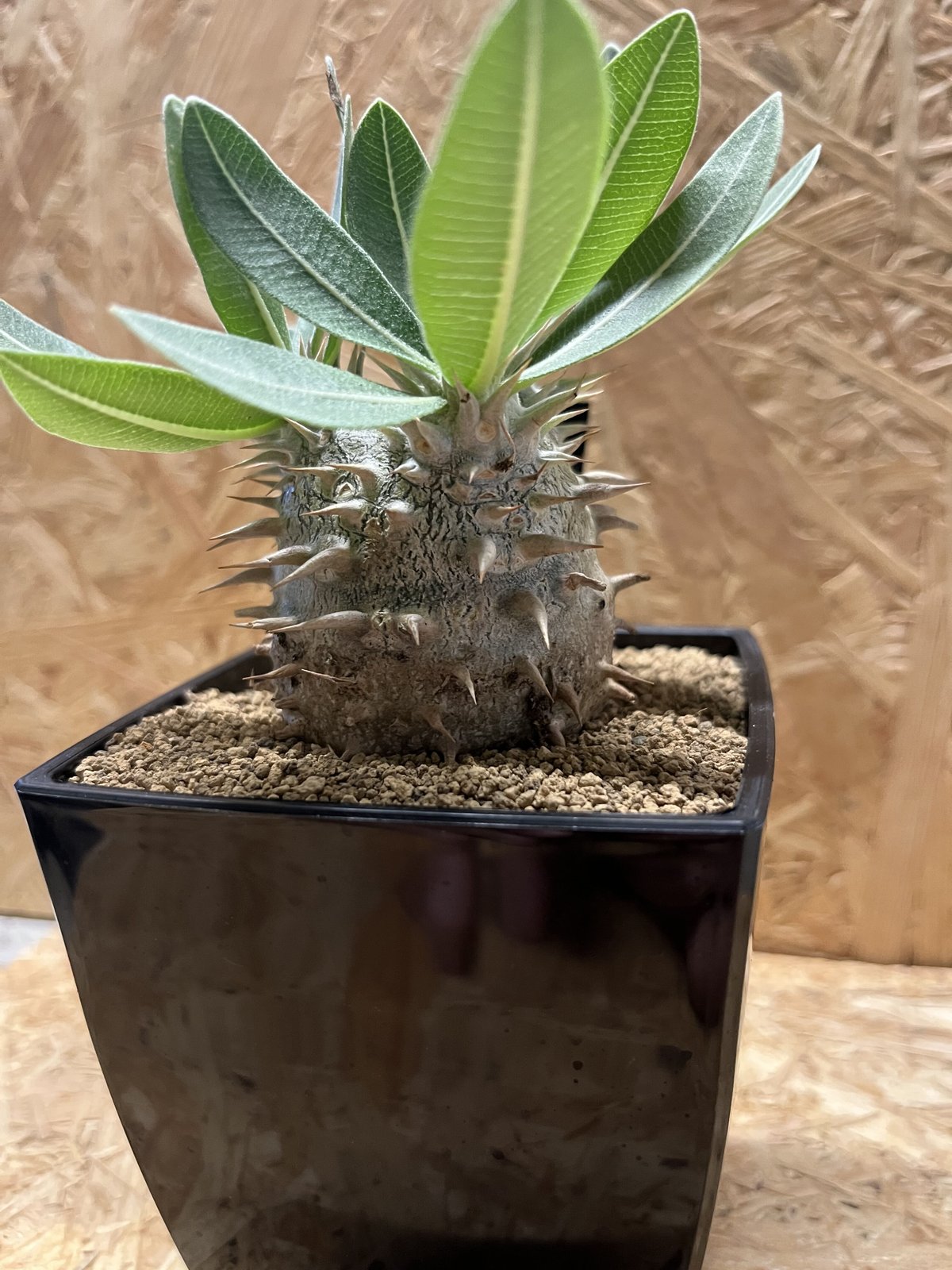 パキポディウム 恵比寿大黒 | GREEN LUCK