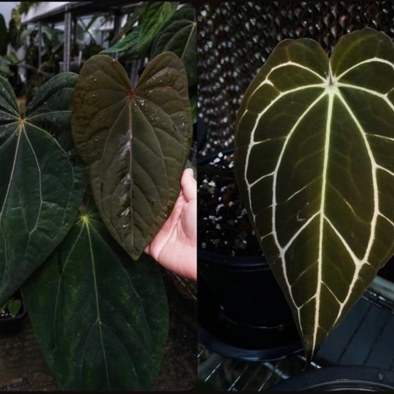 アンスリウム Midnight Velvet×Crystallinum【Red】×Carlab