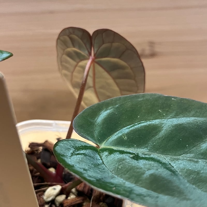 アンスリウム BVIT×アントラキー | GREEN LUCK