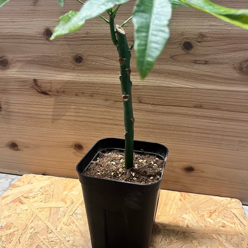 パキラ ムーンライト 挿木 | GREEN LUCK