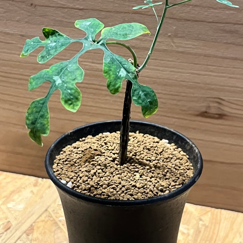 アデニア ペリエリ | GREEN LUCK