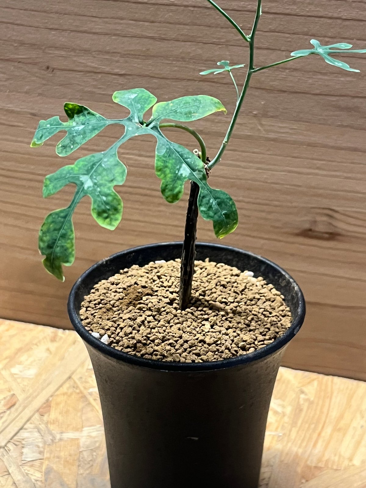 アデニア ペリエリ | GREEN LUCK