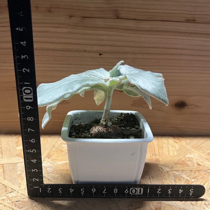 シンニンギア レウコトリカ 断崖の女王 3個セット Amazon｜多肉植物 ca断崖の女王 シンニンギア レウコトリカ 多肉植物