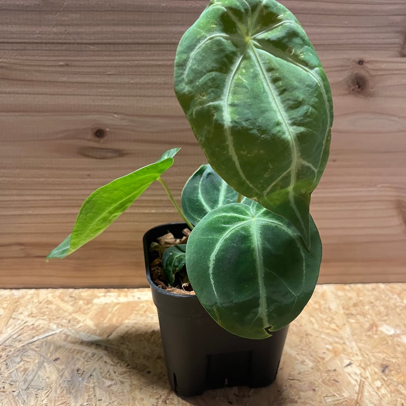 アンスリウム マグニフィカム | GREEN LUCK