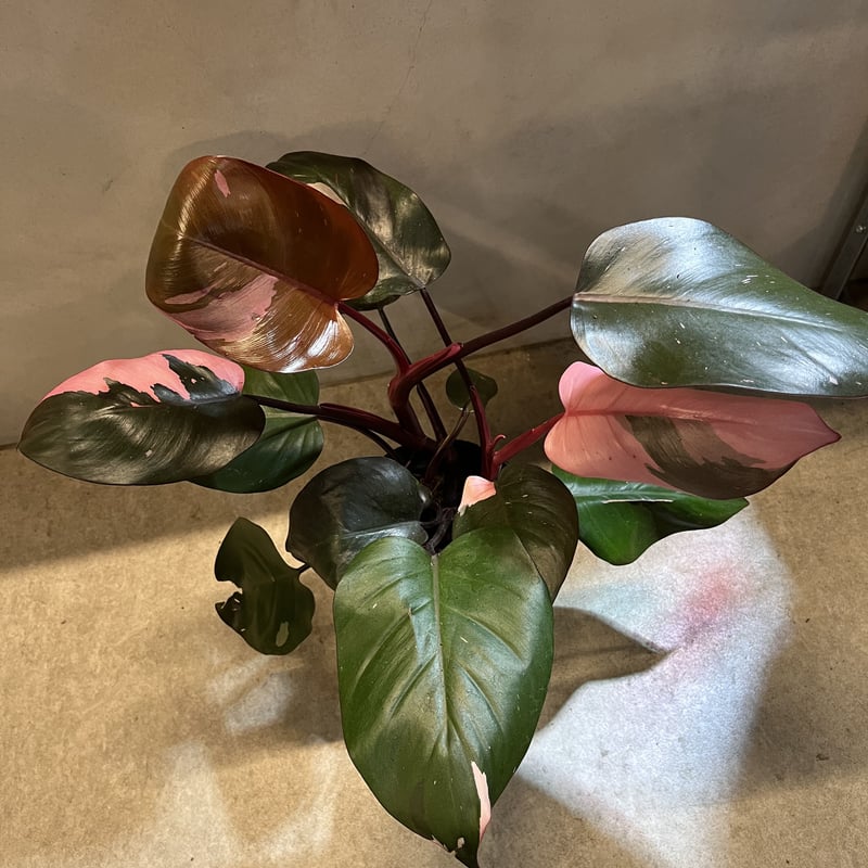 フィロデンドロン ピンクプリンセス | GREEN LUCK