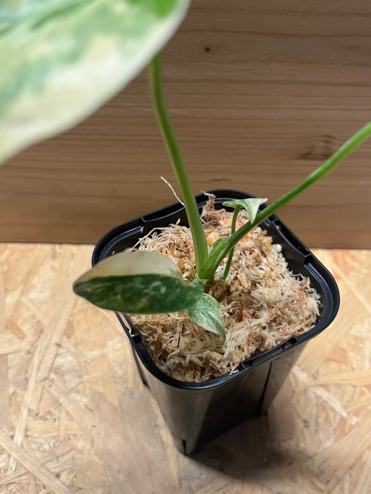 モンステラ9 斑入　クリームブリュレ　デリシオーサ　葉付き発根済み 斑入りモンステラ デリシオーサ クリームブリュレ | GREEN LUCK