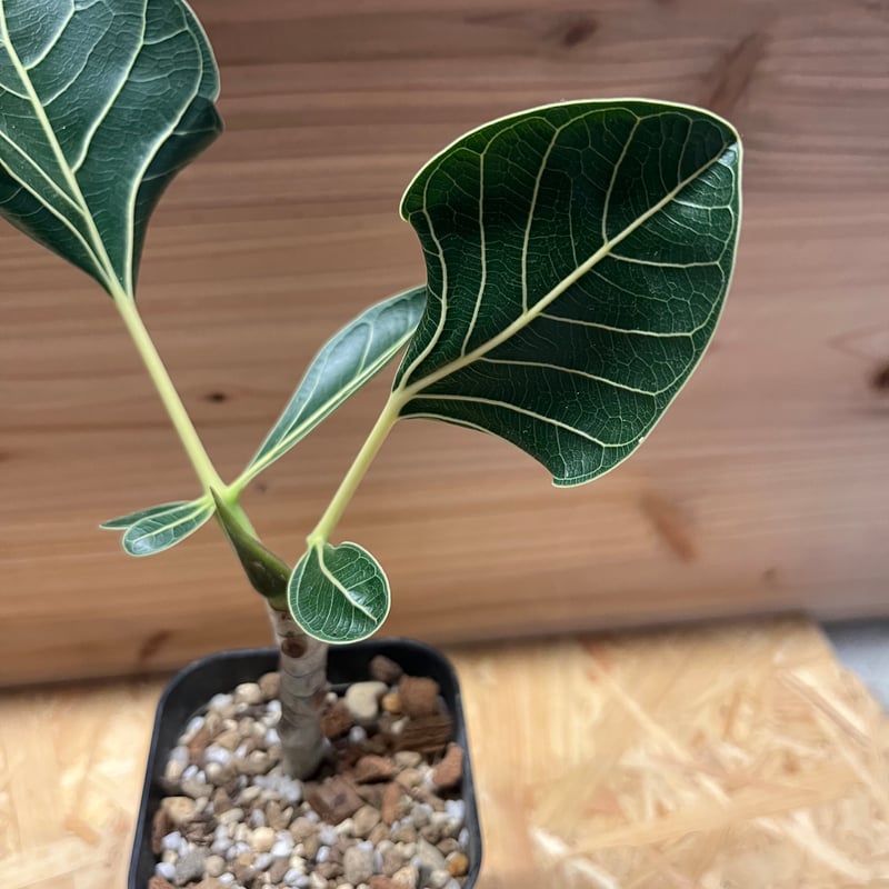 フィカス クリシュナボダイジュ | GREEN LUCK