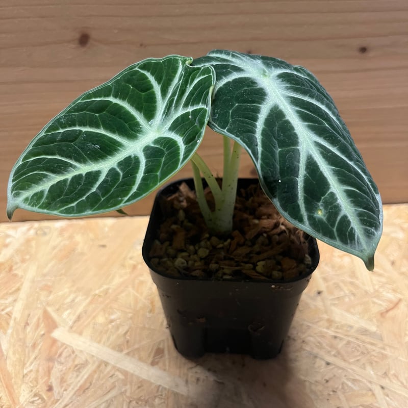 アロカシア ニンジャ | GREEN LUCK