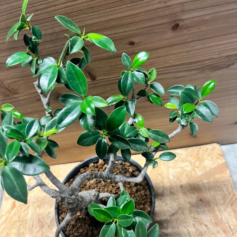 フィカス ミクロカルパ ガジュマル盆栽 | GREEN LUCK