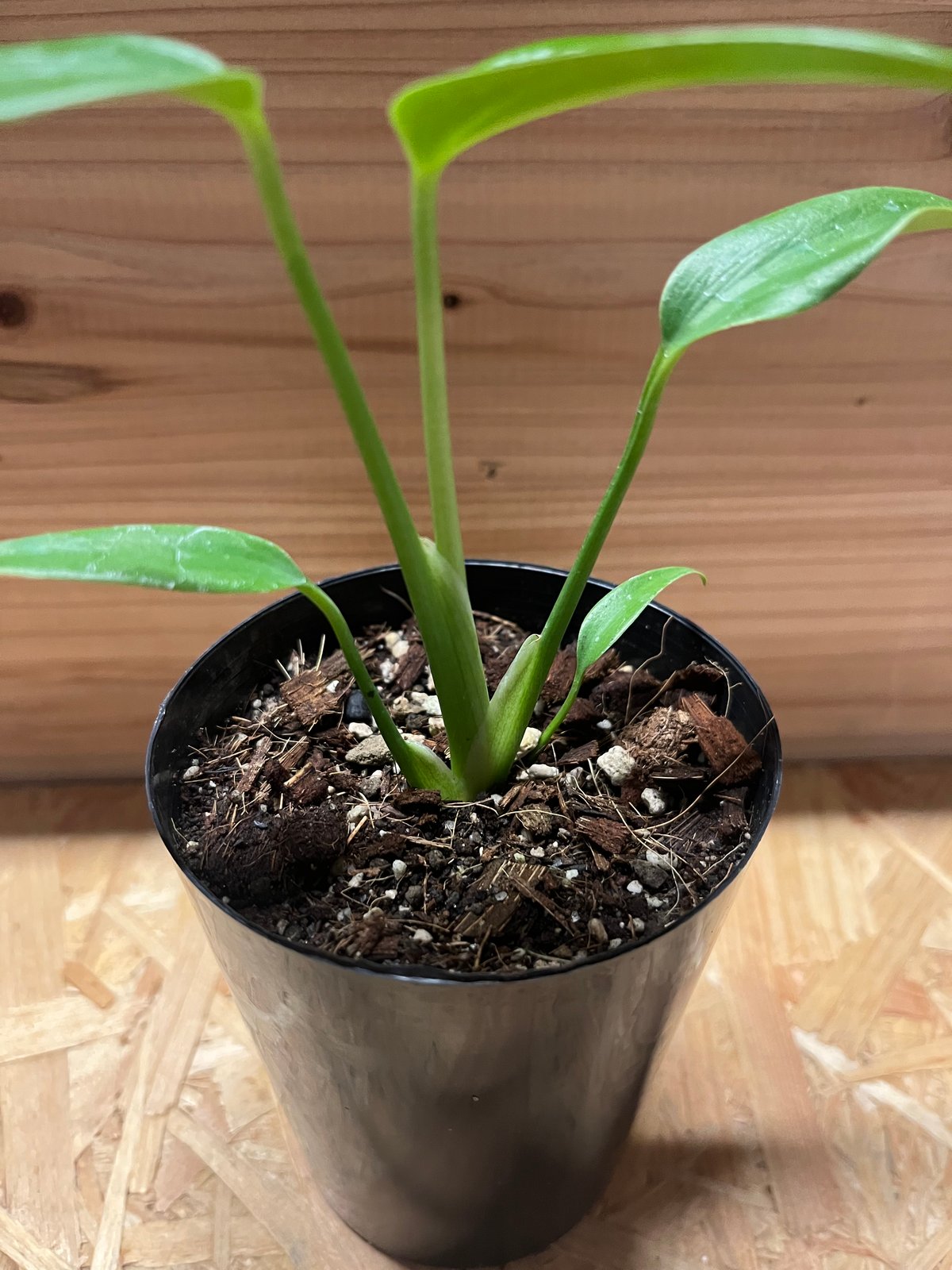 モンステラ ディラセラータ バールマルクスフレーム | GREEN LUCK