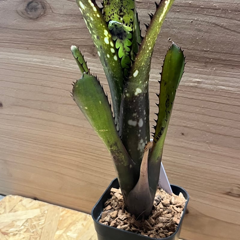 ビルベルギア 'オーバーザムーン' | GREEN LUCK