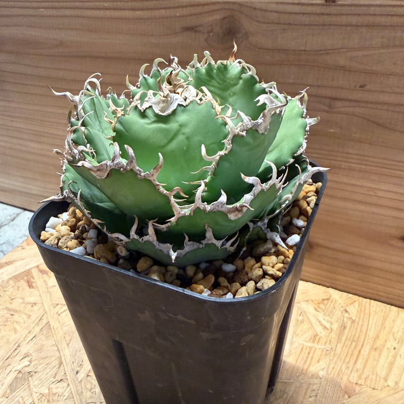 アガベ チタノタ 'フィリグリー' | GREEN LUCK