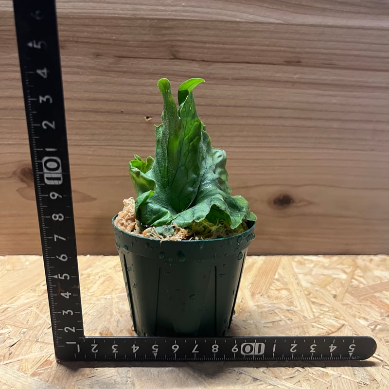 ビカクシダ ワンダエドワーフ | GREEN LUCK