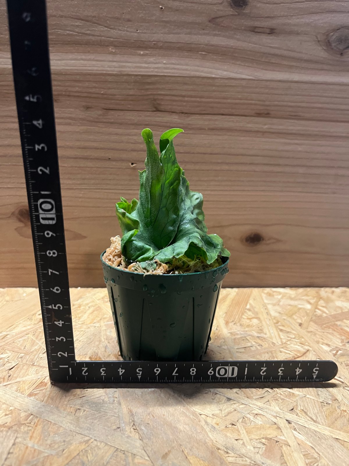 ビカクシダ ワンダエドワーフ | GREEN LUCK