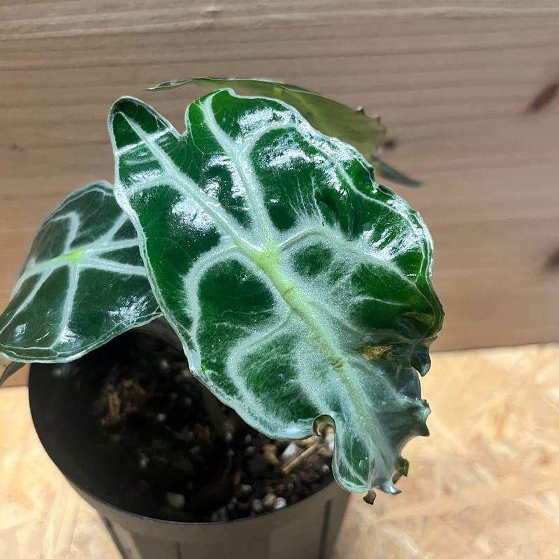 アロカシア ヴェノム アマゾニカ ヴェノム アロカシア ベノム VENOM アロカシア「ヴェノム」：写真、育て方、自宅での手入れ