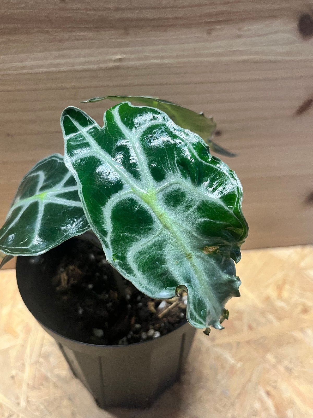 アロカシア ベノム | GREEN LUCK