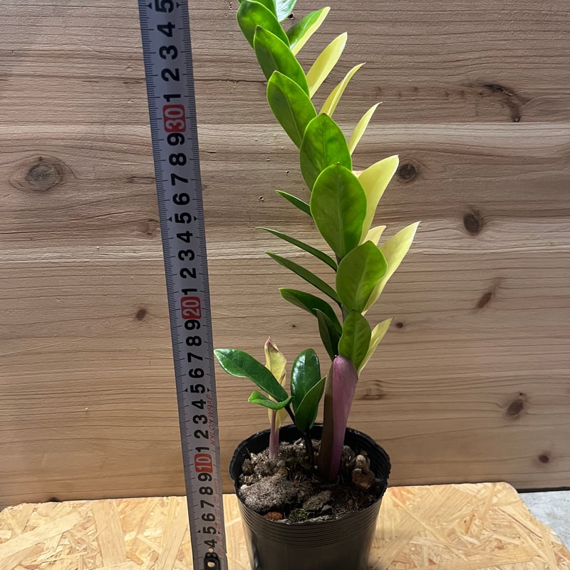 ザミオクルカス ザミフォーリア 斑入り | GREEN LUCK