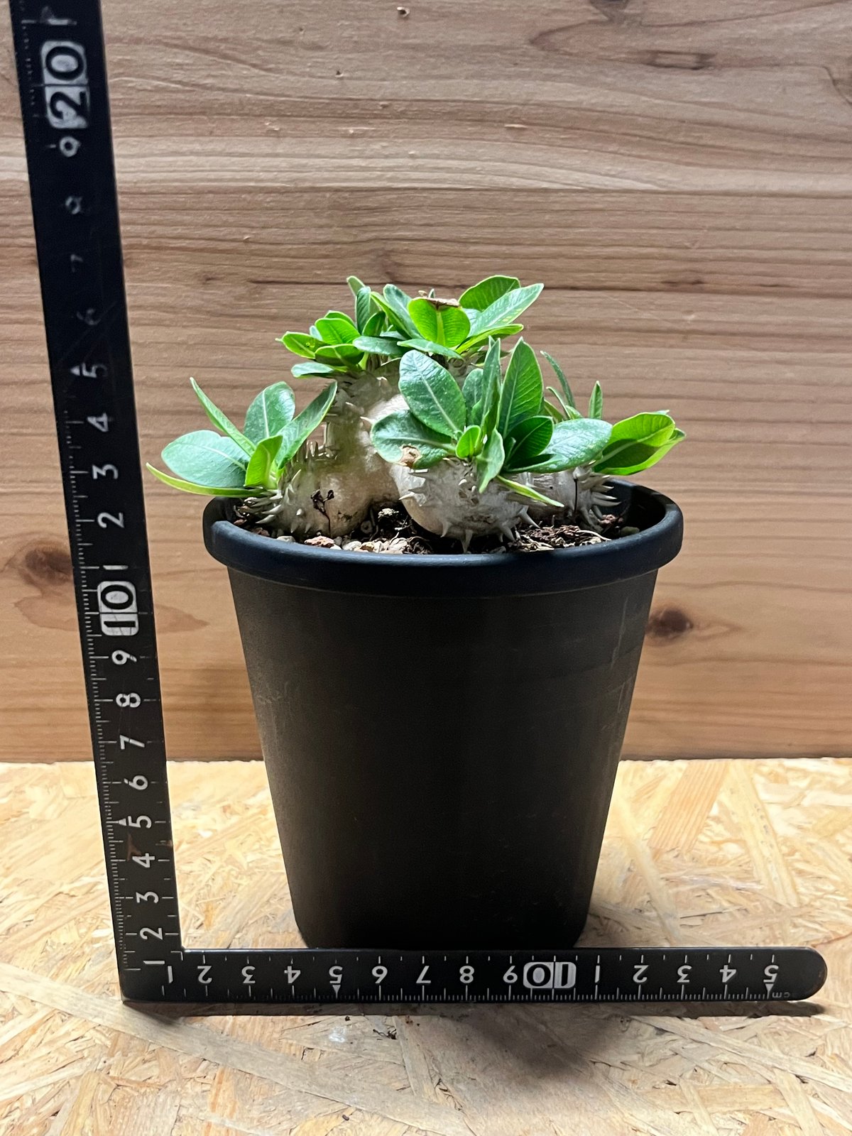 【鉢付き】恵比寿大黒　パキポディウムデンシカウレ パキポディウム デンシカウレ 恵比寿大黒 | GREEN LUCK