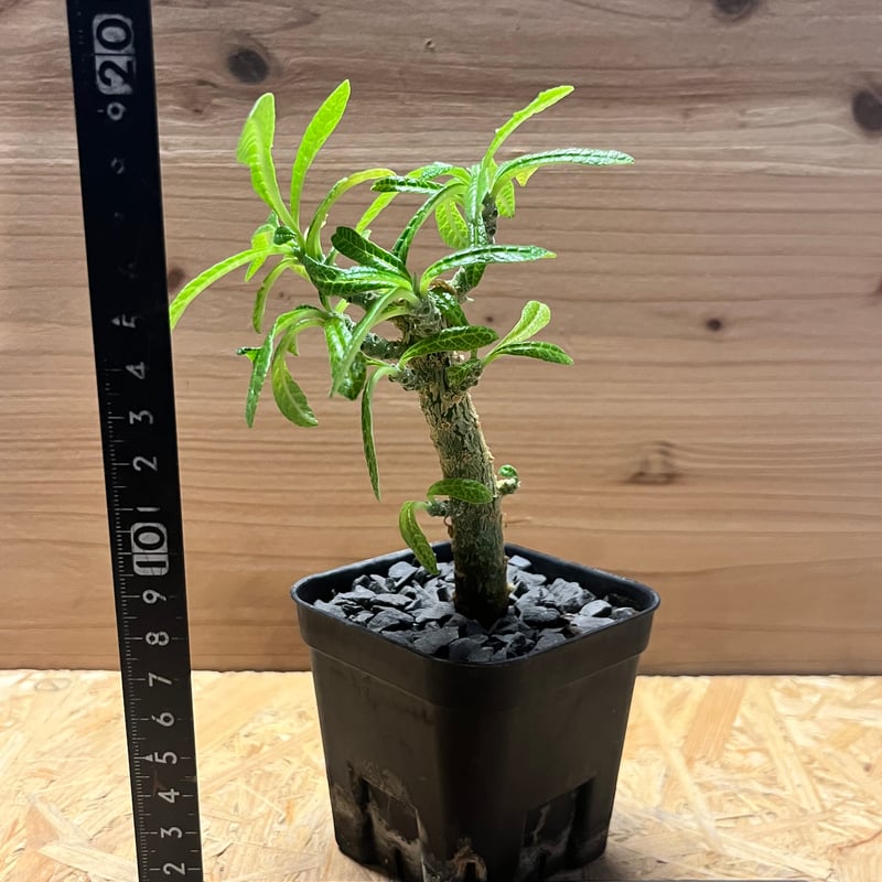 ドルステニア ギガス ドルステニア ギガス | GREEN LUCK