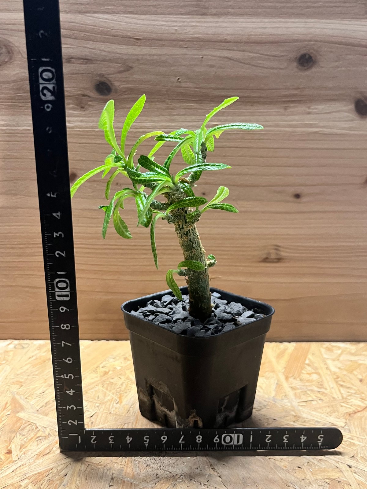 ドルステニア ギガス | GREEN LUCK