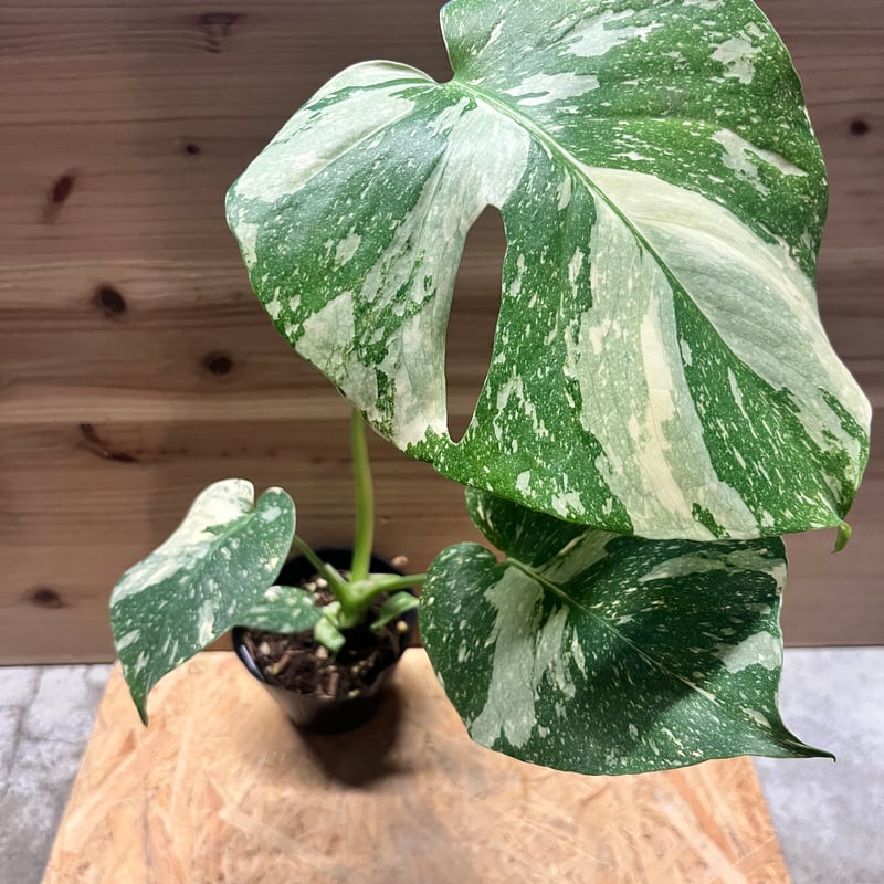 モンステラ タイコンステレーション 極斑 | GREEN LUCK