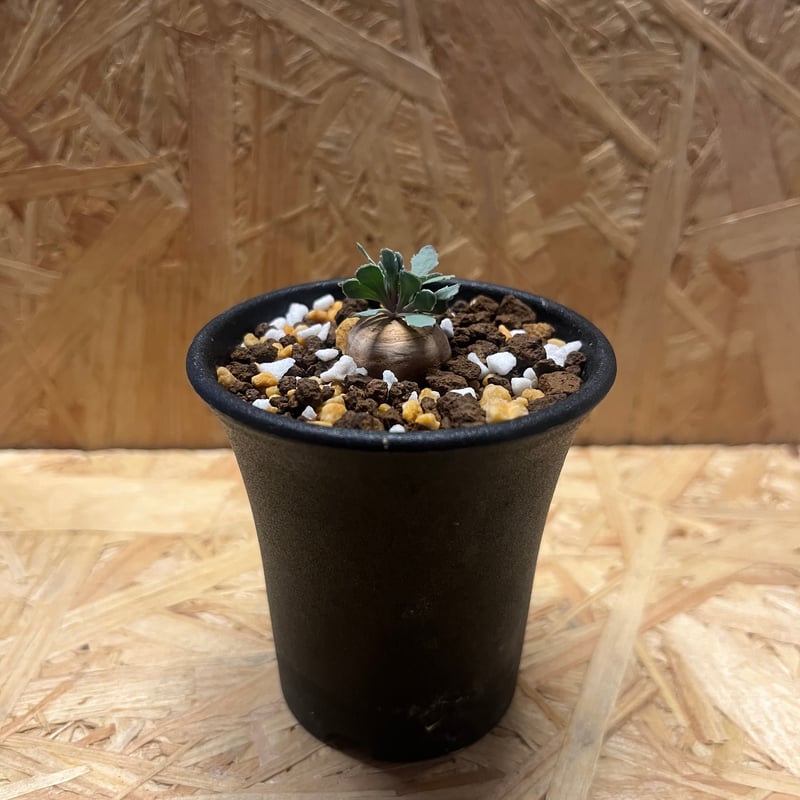 オトンナ カカリオイデス実生 | GREEN LUCK