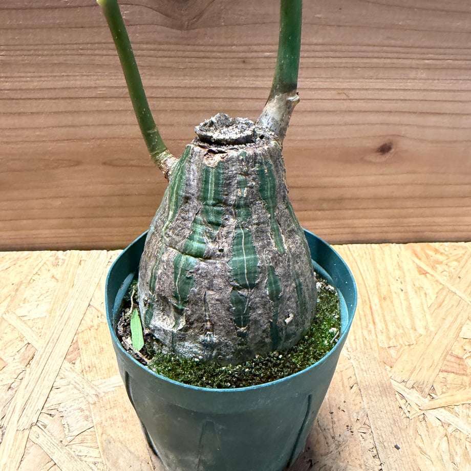 6a0aabf5418fdf006d647908