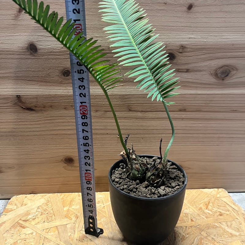 ディオーン エデュレ 多頭 | GREEN LUCK