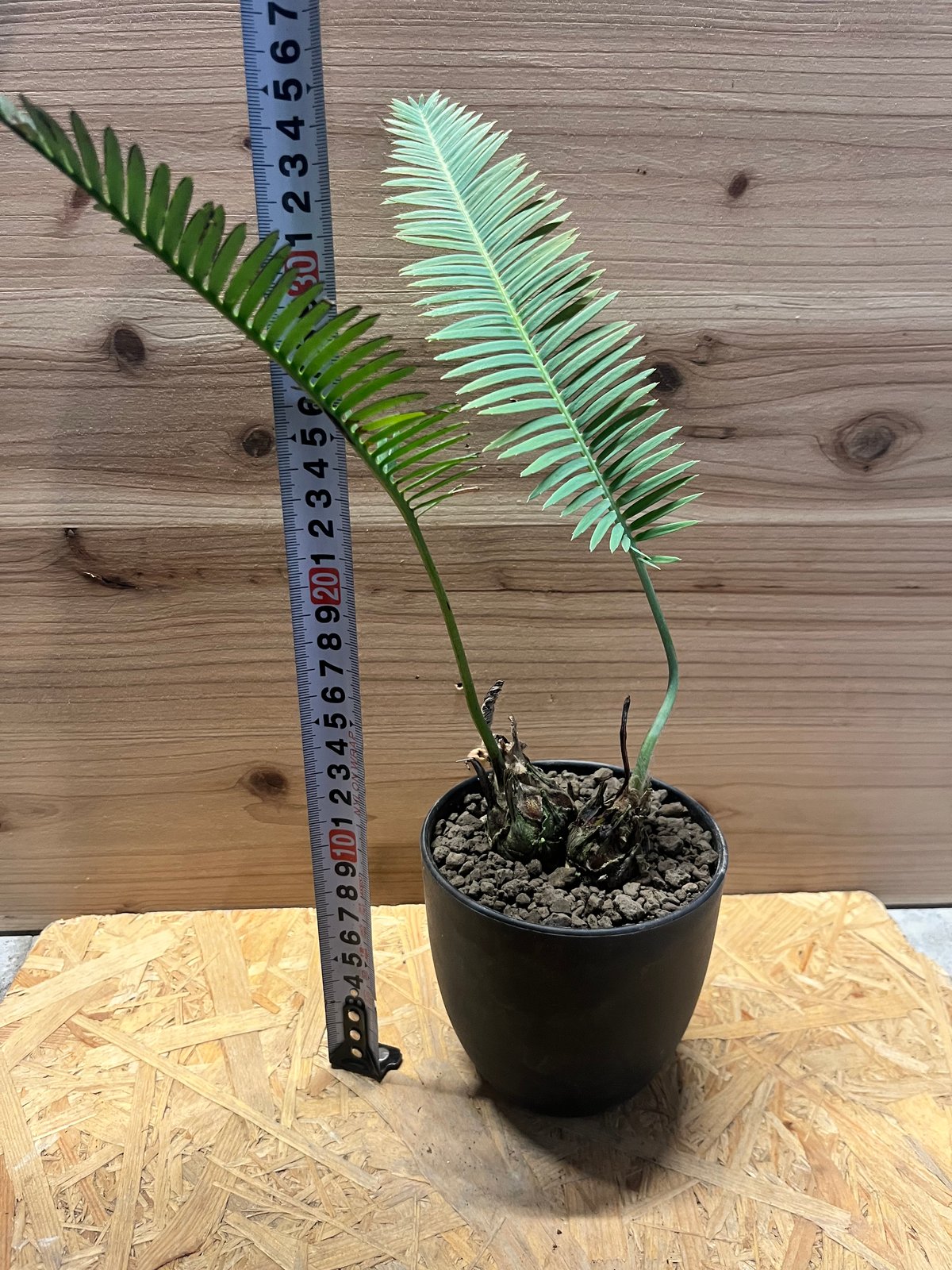 ディオーン　エデュレ3 DIOON EDULE ソテツ ディオーン・エデュレ 植物サイズ 幅 約23cm
