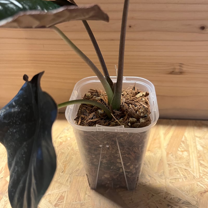 アロカシア インフェルナリス ブラックマジック | GREEN LUCK