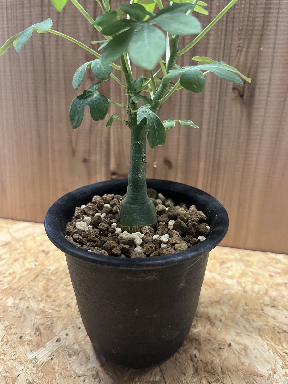 シャカリキ てる　アデニアグラウカ シャカリキ てる アデニアグラウカ アデニア グラウカ 幻蝶