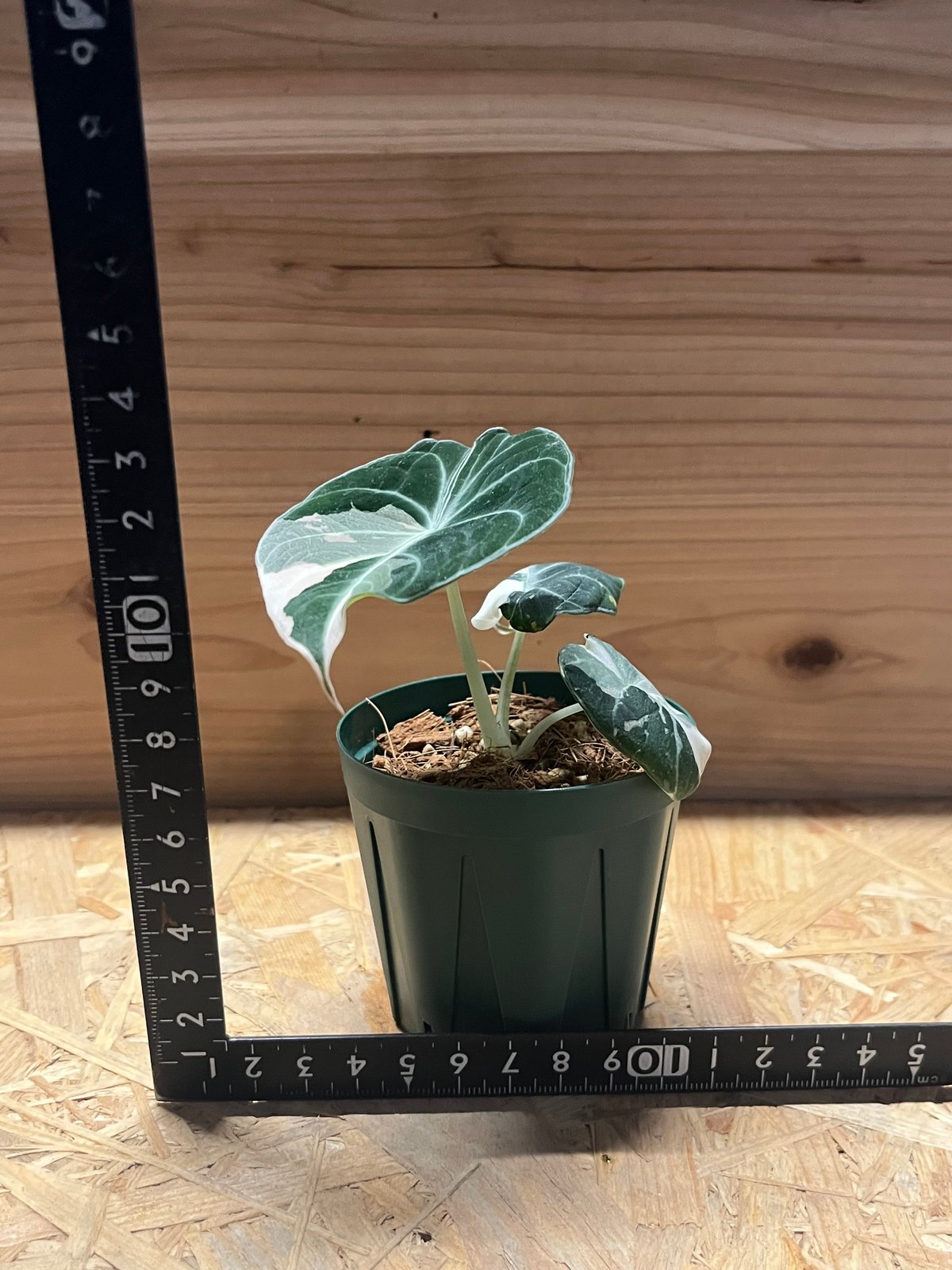 ** アロカシア ブラックベルベット 斑入り ** お芋から育てた子♪③ アロカシア ブラックベルベット 斑入り ** お芋から育てた子