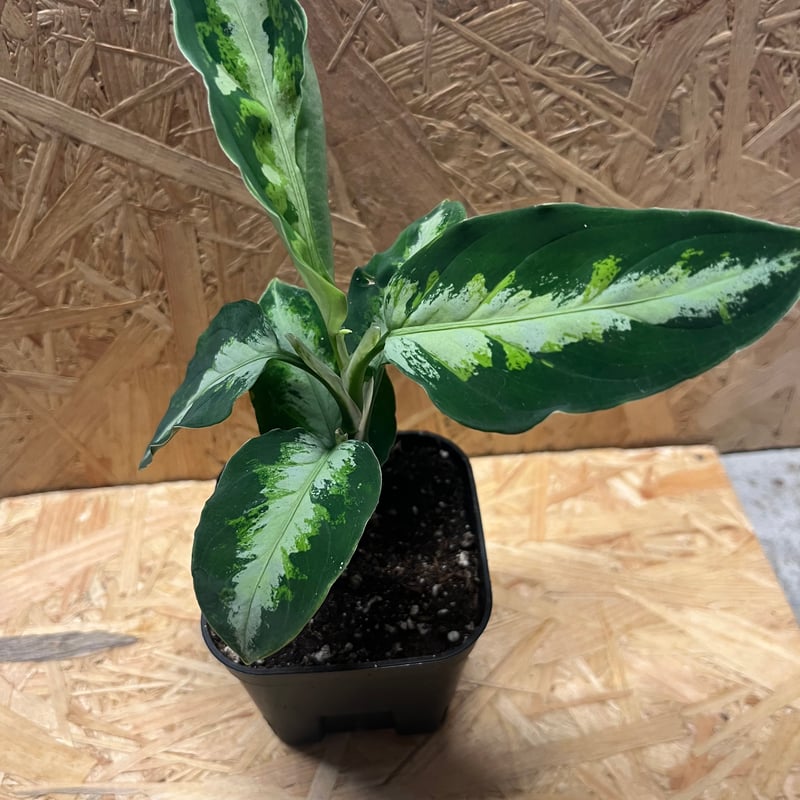アグラオネマ　緑3色 アグラオネマ 緑3色 Aglaonema pictum 緑三色 from Pulau Pade